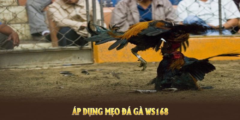 Áp dụng mẹo đá gà WS168 để đạt kết quả như ý