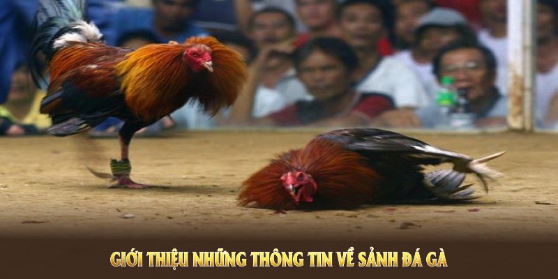 Giới thiệu những thông tin về sảnh đá gà RWIN