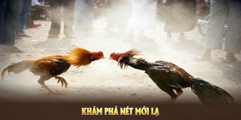 Khám phá nét mới lạ của đá gà WS168 qua phần chia sẻ sau