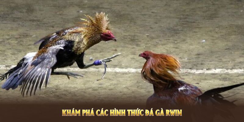 Khám phá các hình thức đá gà Rwin độc đáo thu hút người chơi