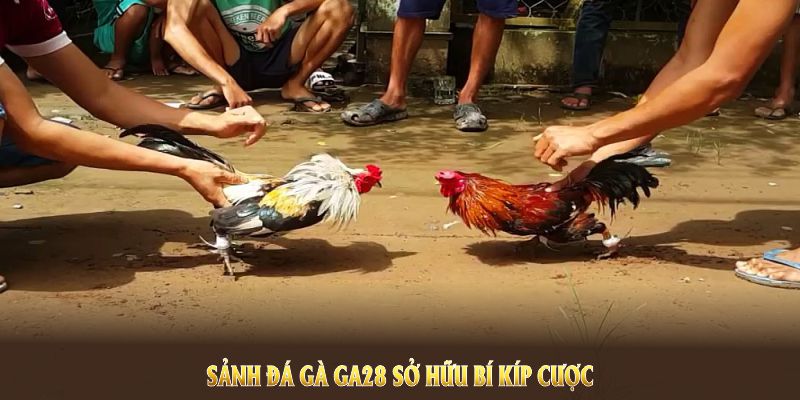 Sảnh đá gà GA28 sở hữu bí kíp cược bạn có thể tận dụng