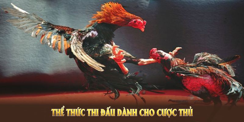 Khám phá đá gà WS168 qua thể thức thi đấu dành cho cược thủ